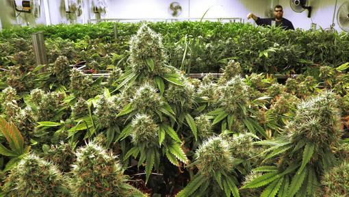 Arizona's high court won't intercede to block medical-marijuana law